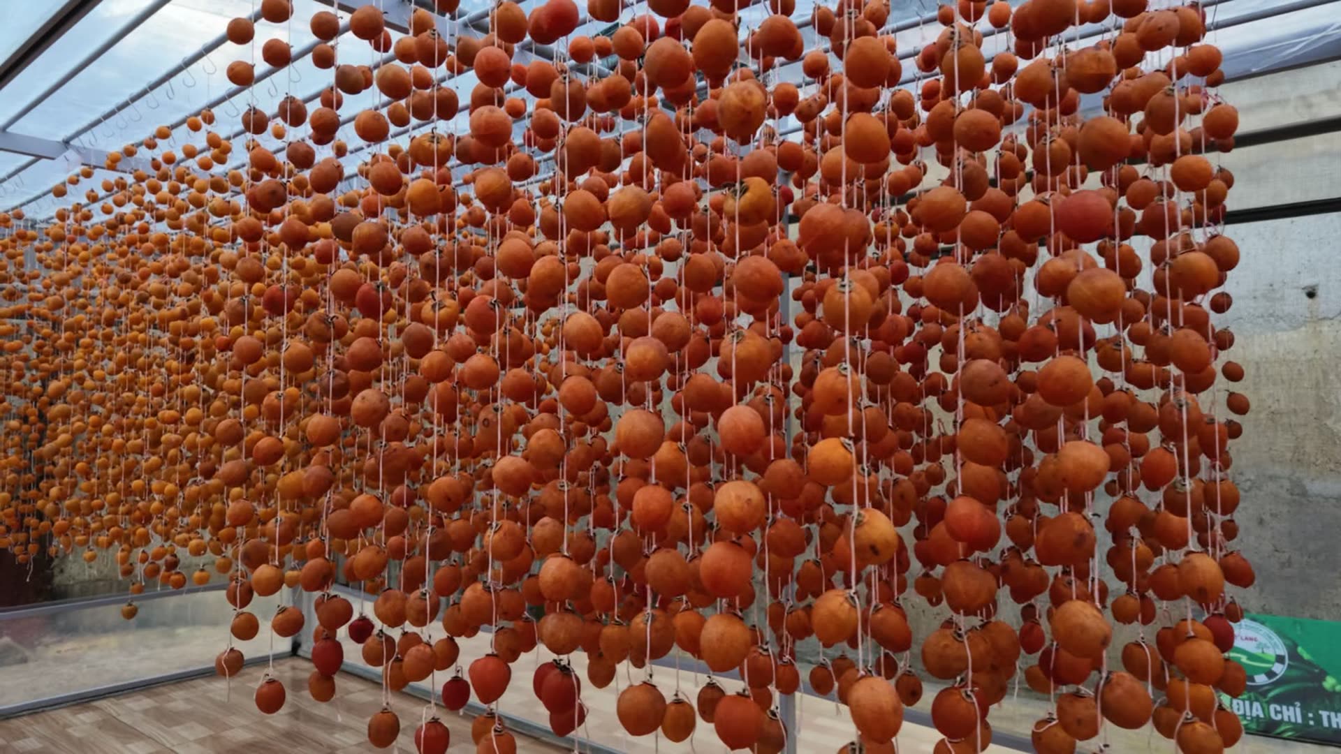 Những dãy hồng treo gió màu nâu đỏ trong nhà kính
