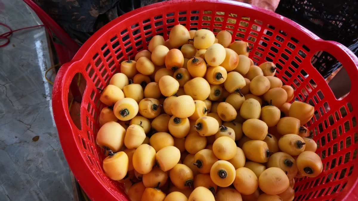 Rổ hồng tươi vừa hái