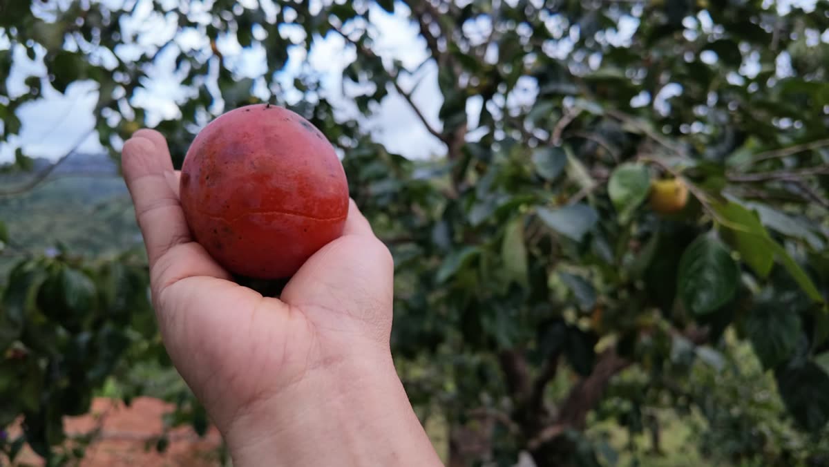 Quả hồng chín đỏ trong lòng bàn tay