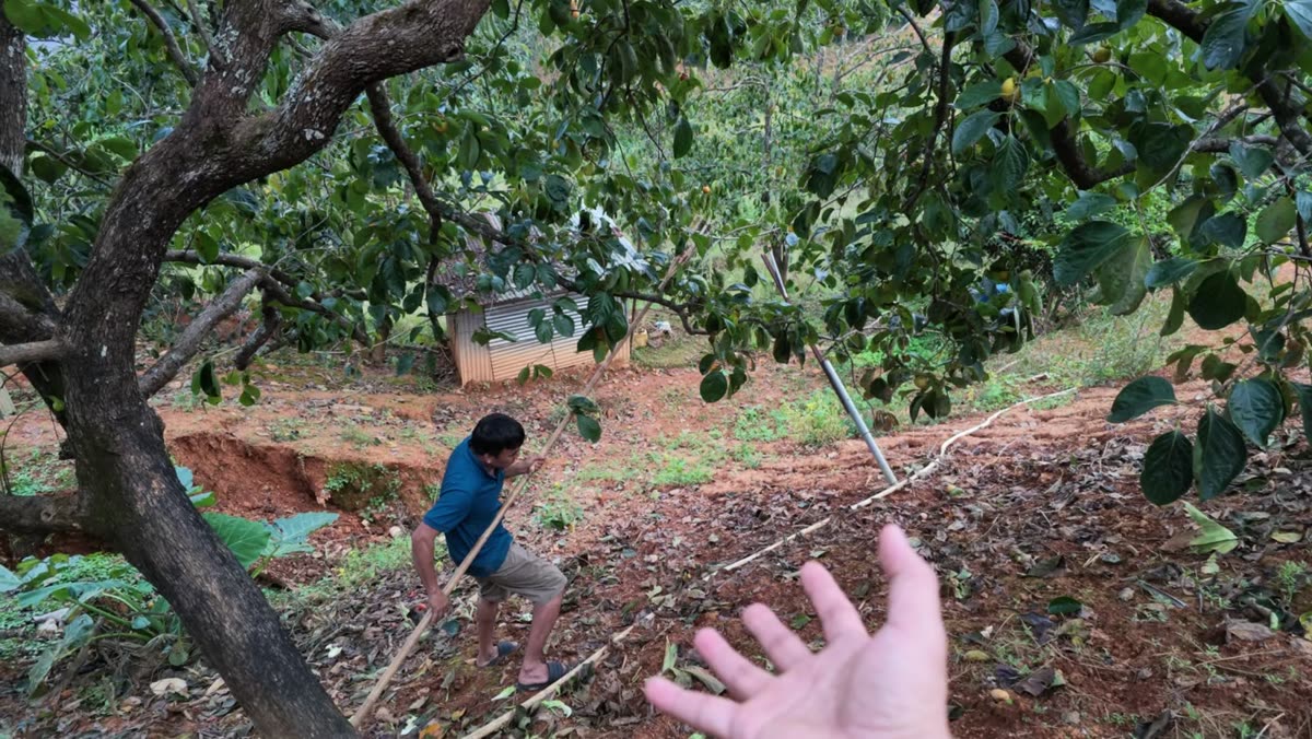 Gốc hồng già trên sườn đồi đất đỏ
